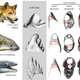 Comparison of teeth among dingoes, seals, and an extinct species of whale. (Image: David. P. Hocking et al., 2017)